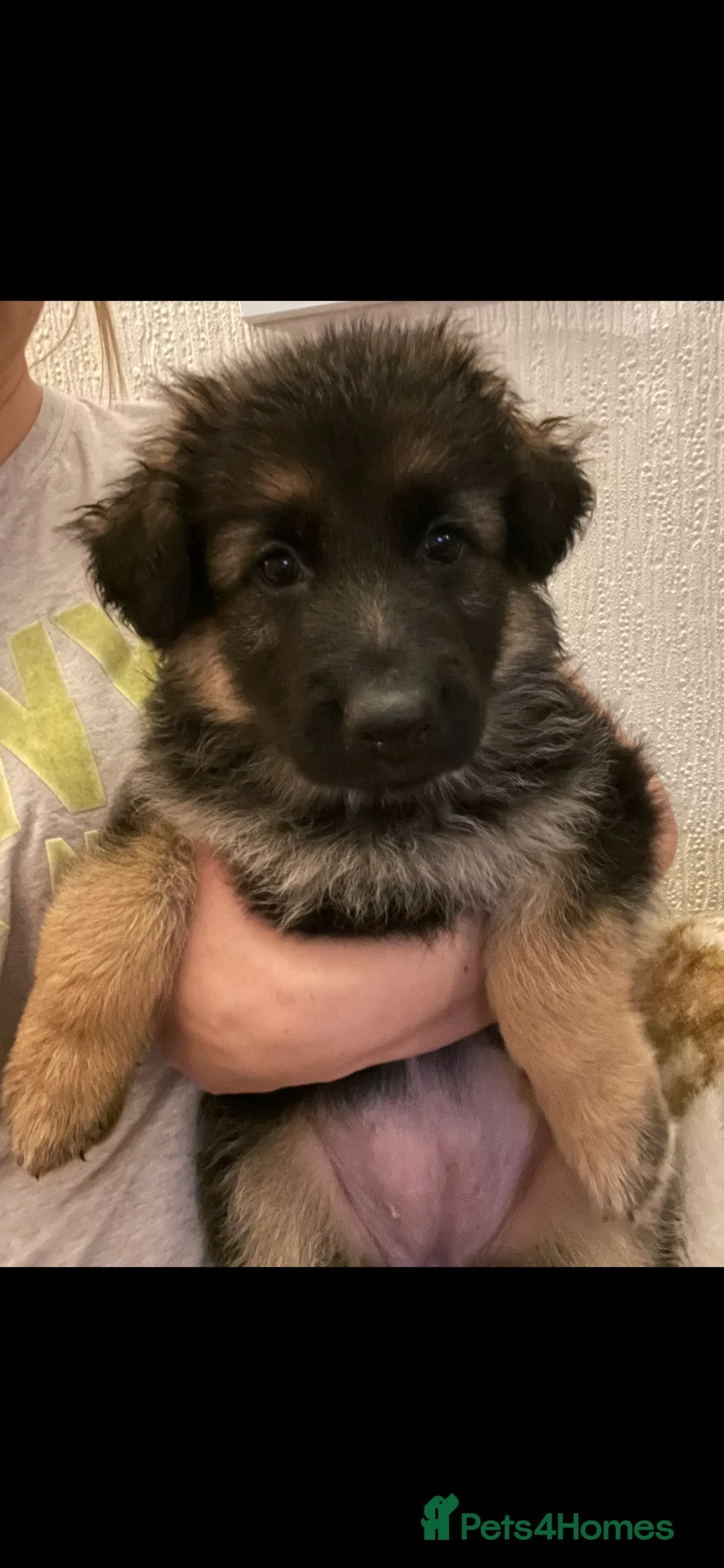 German Shepherd dogs for sale: KC ✨German shepherd puppies ready to go now - Advert 10
