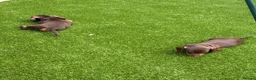 Dachshund dogs for sale: Miniature Dachshund Smooth Haired Dachshunds' - Advert 11