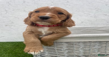 Cocker Spaniel dogs - Advert 1