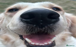 Golden Retriever dogs for sale: 7 beautiful Golden Retriever puppies  - Image 22