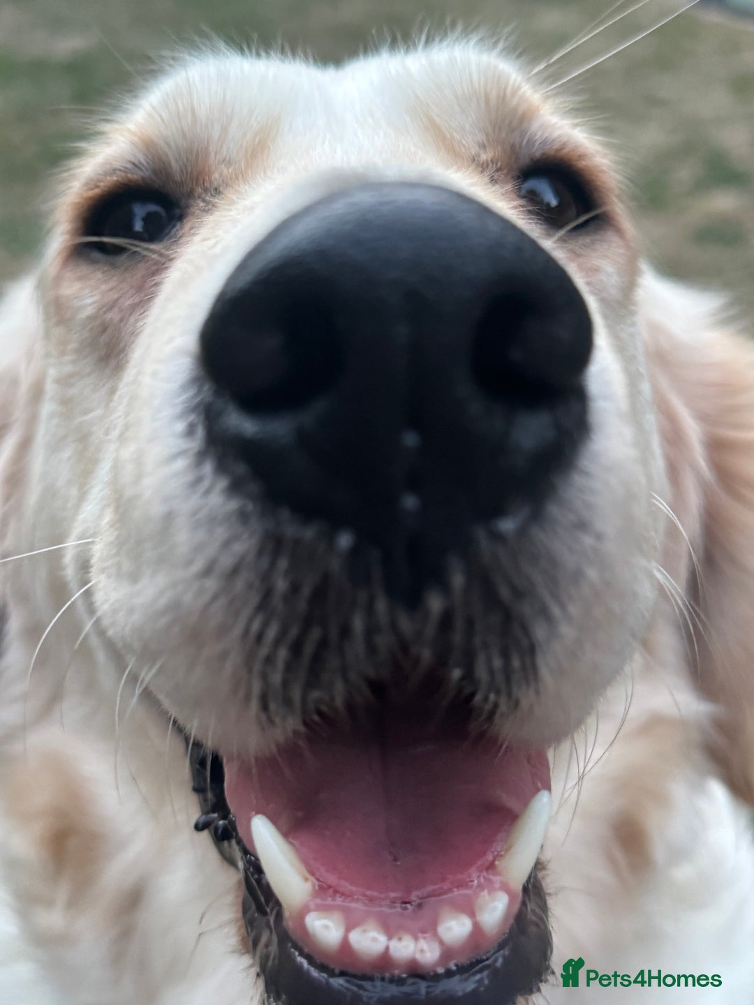 Golden Retriever dogs for sale: 7 beautiful Golden Retriever puppies  - Image 22