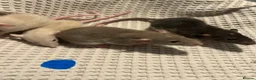 Rat rodents for sale: Baby dumbo rats for sale  - Advert 3