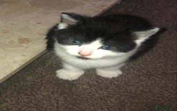 Mixed Breed cats for sale: Loving Kittens Looking For Forever Home - Image 9