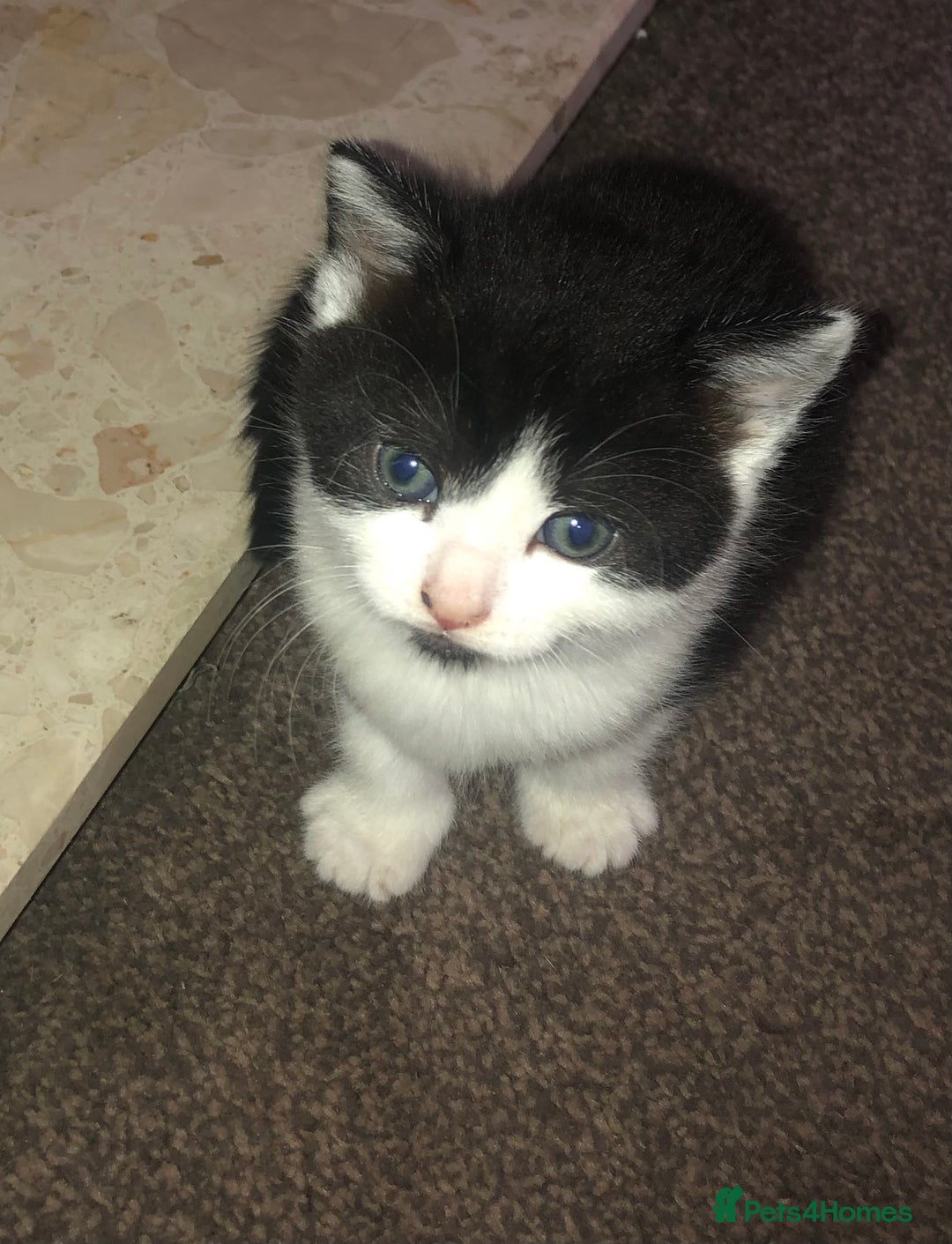Mixed Breed cats for sale: Loving Kittens Looking For Forever Home - Image 9
