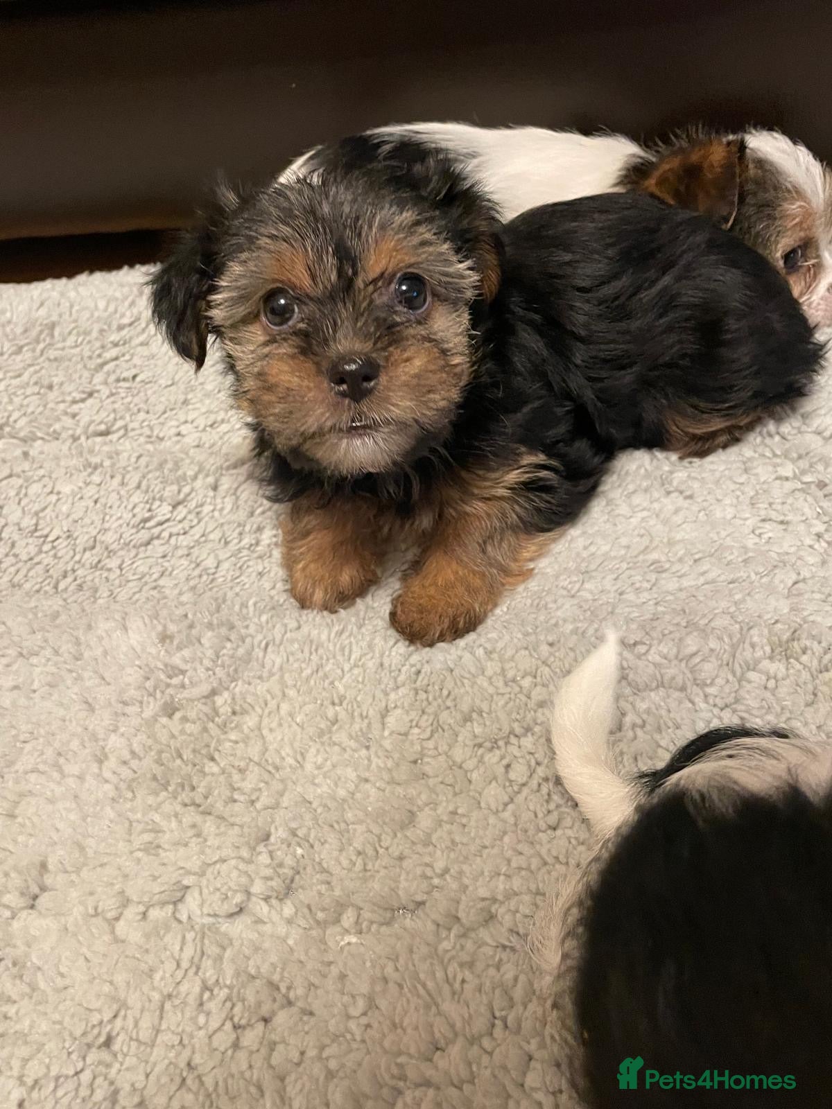 Shih Tzu dogs Lovely Shih Tzu cross puppies  - Advert 6