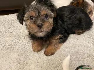 Shih Tzu dogs Lovely Shih Tzu cross puppies - Advert 6