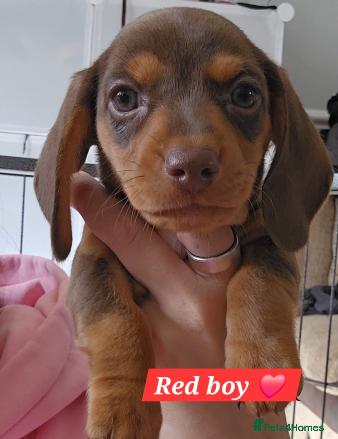 Miniature Dachshund dogs for sale:  Miniature Dachshunds ready to go Friday 19th Sept - Image 27