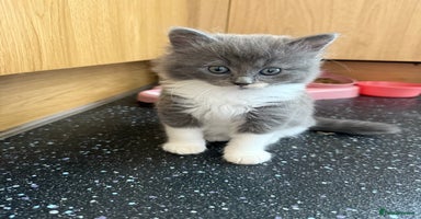 Mixed Breed cats - Advert 3