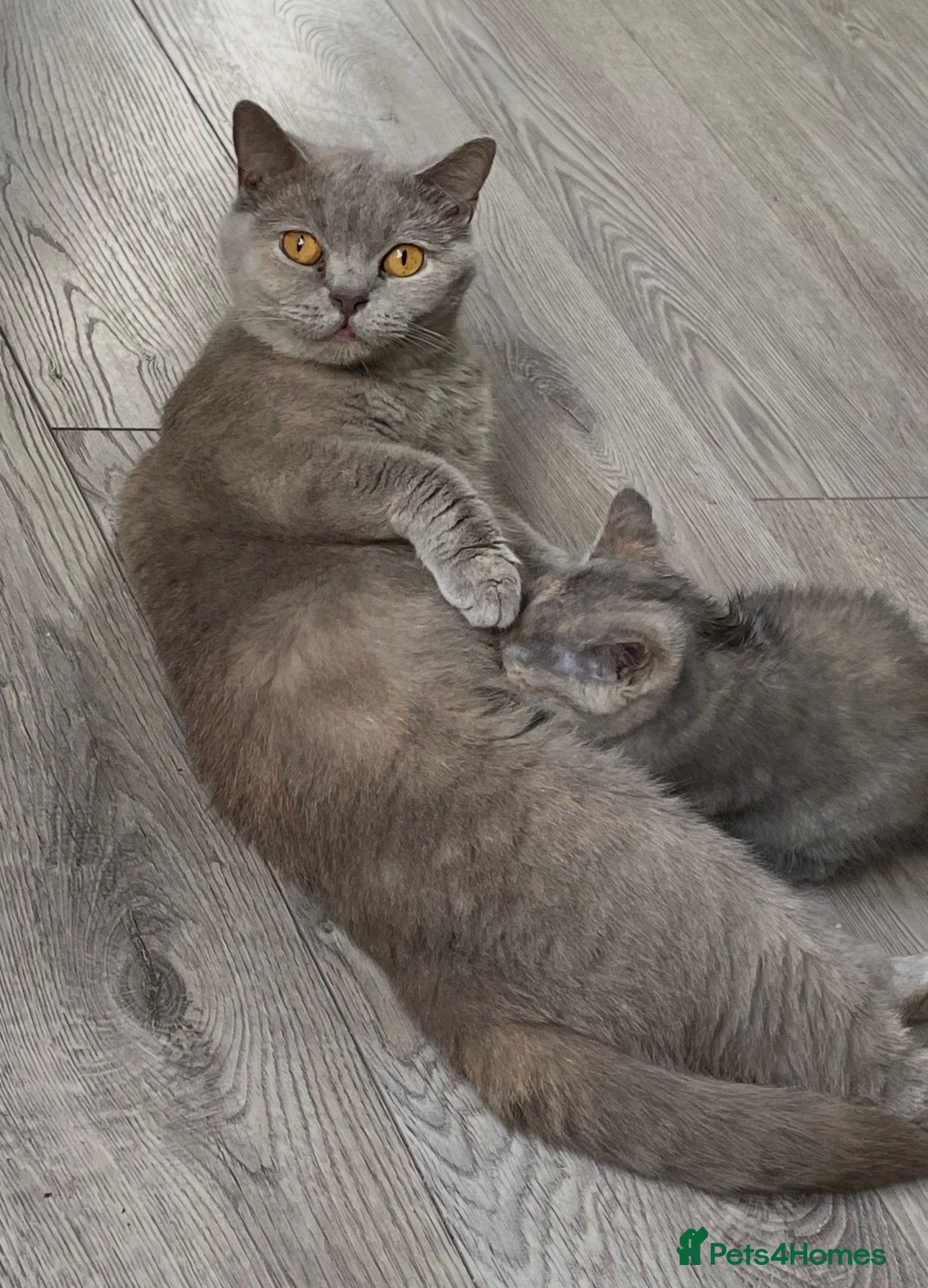 British Shorthair cats British Short Hair Kittens For Sale - Advert 1