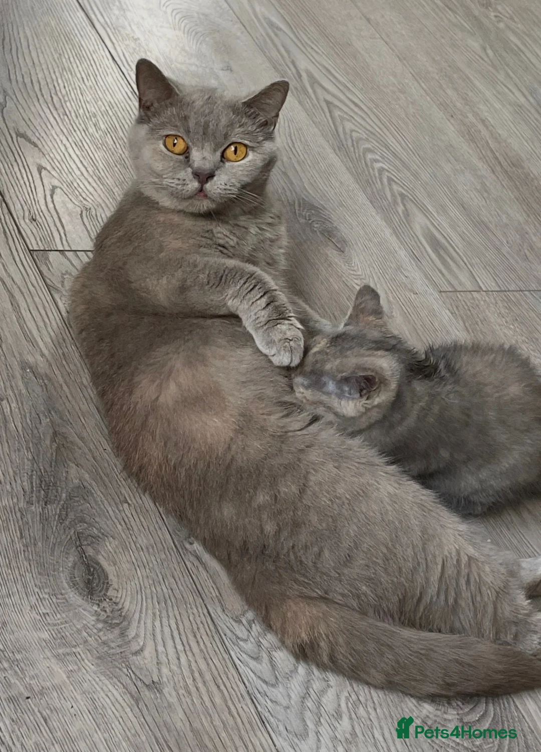 British Shorthair cats for sale: British Short Hair Kittens For Sale - Advert 1