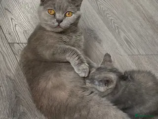 British Shorthair cats British Short Hair Kittens For Sale - Advert 3