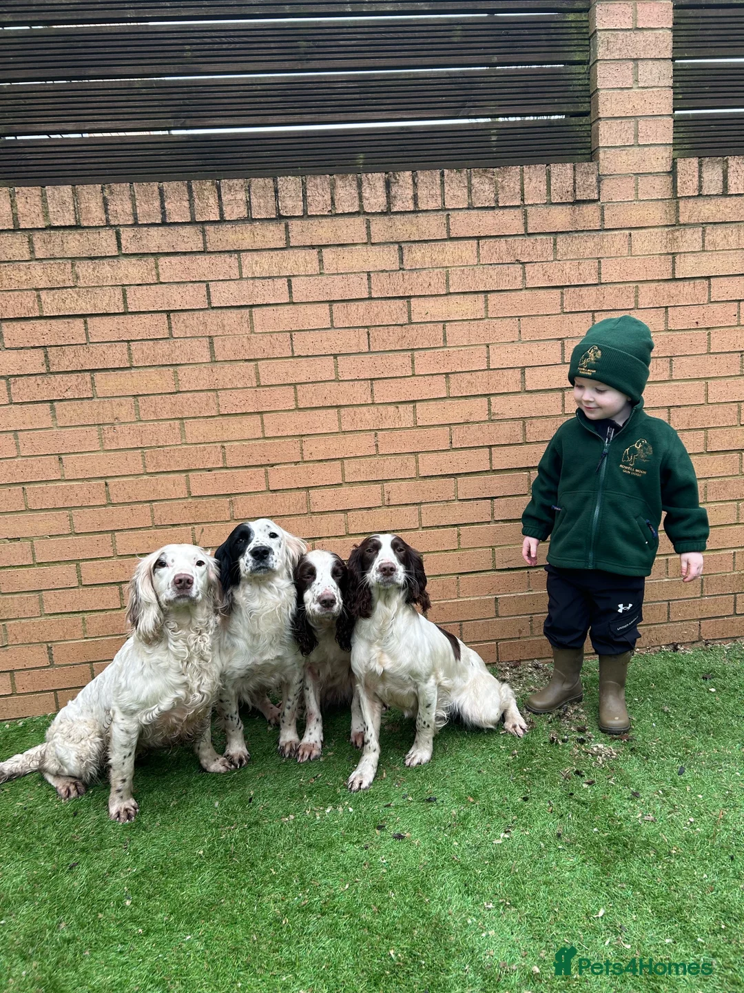English Springer Spaniel dogs for stud: HEALTHTESTED WORKING ENGLISH SPRINGER SPANIEL in Bishop Auckland - Advert 14