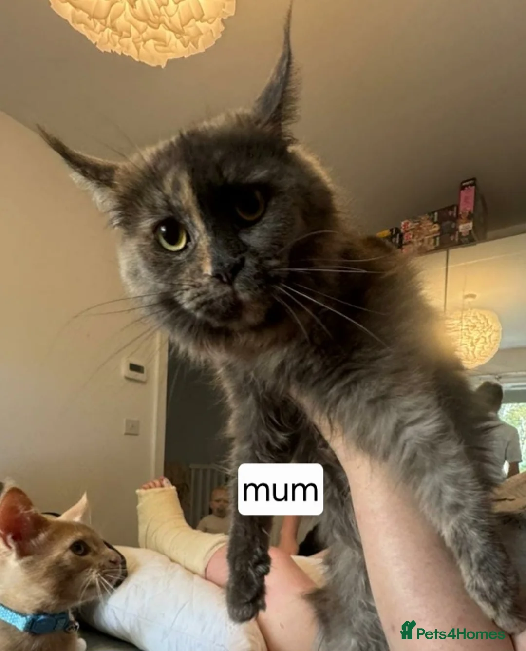 Mixed Breed cats for sale: Beautiful,playful maine coon cross kitten for sale - Advert 7