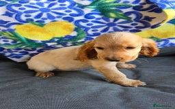 Cocker Spaniel dogs for sale: SHOW COCKERS READY NOW LAST LEMON BOY AND GIRL - Image 22