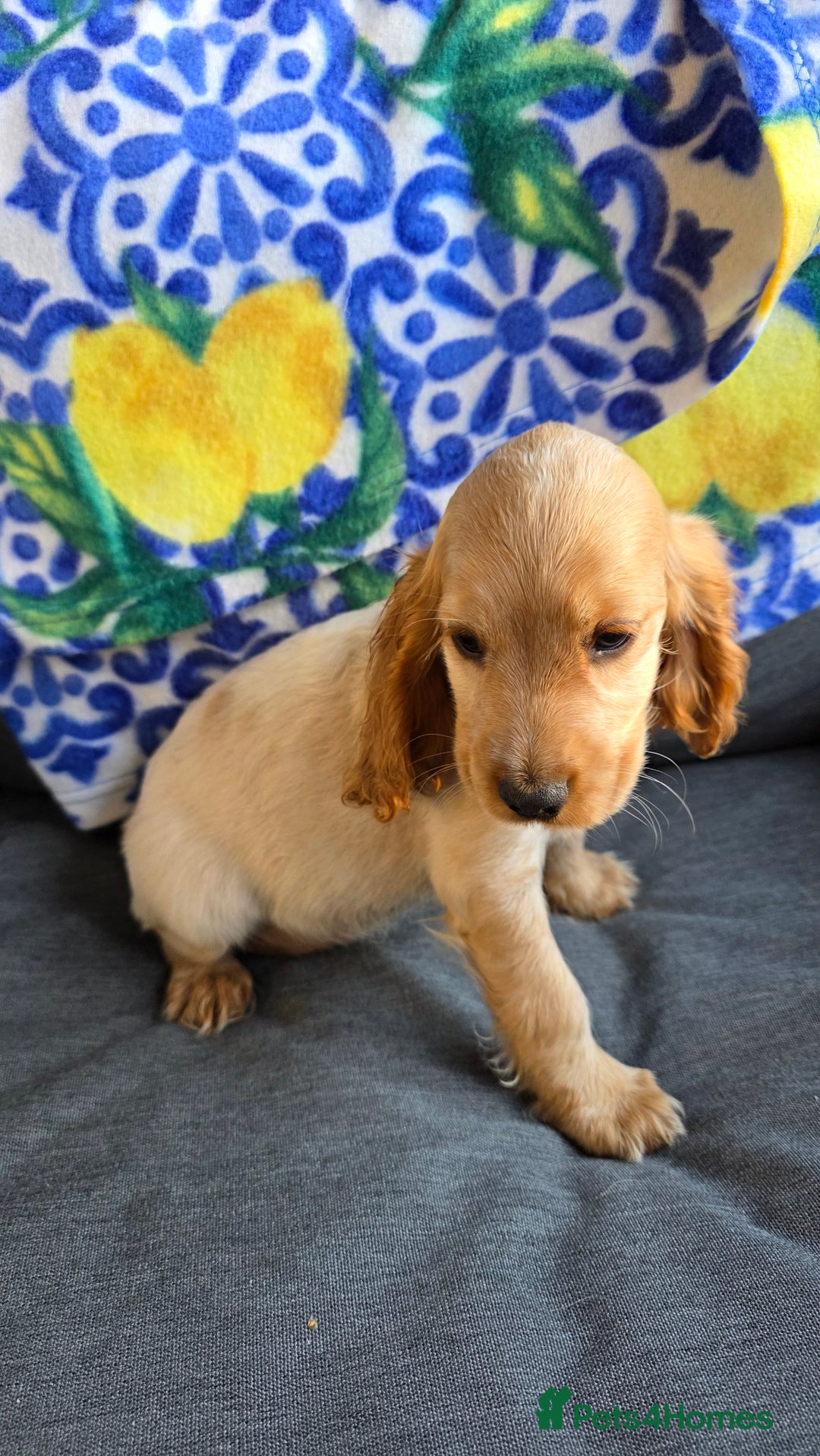 Cocker Spaniel dogs for sale: SHOW COCKERS READY NOW LAST LEMON BOY AND GIRL - Image 22
