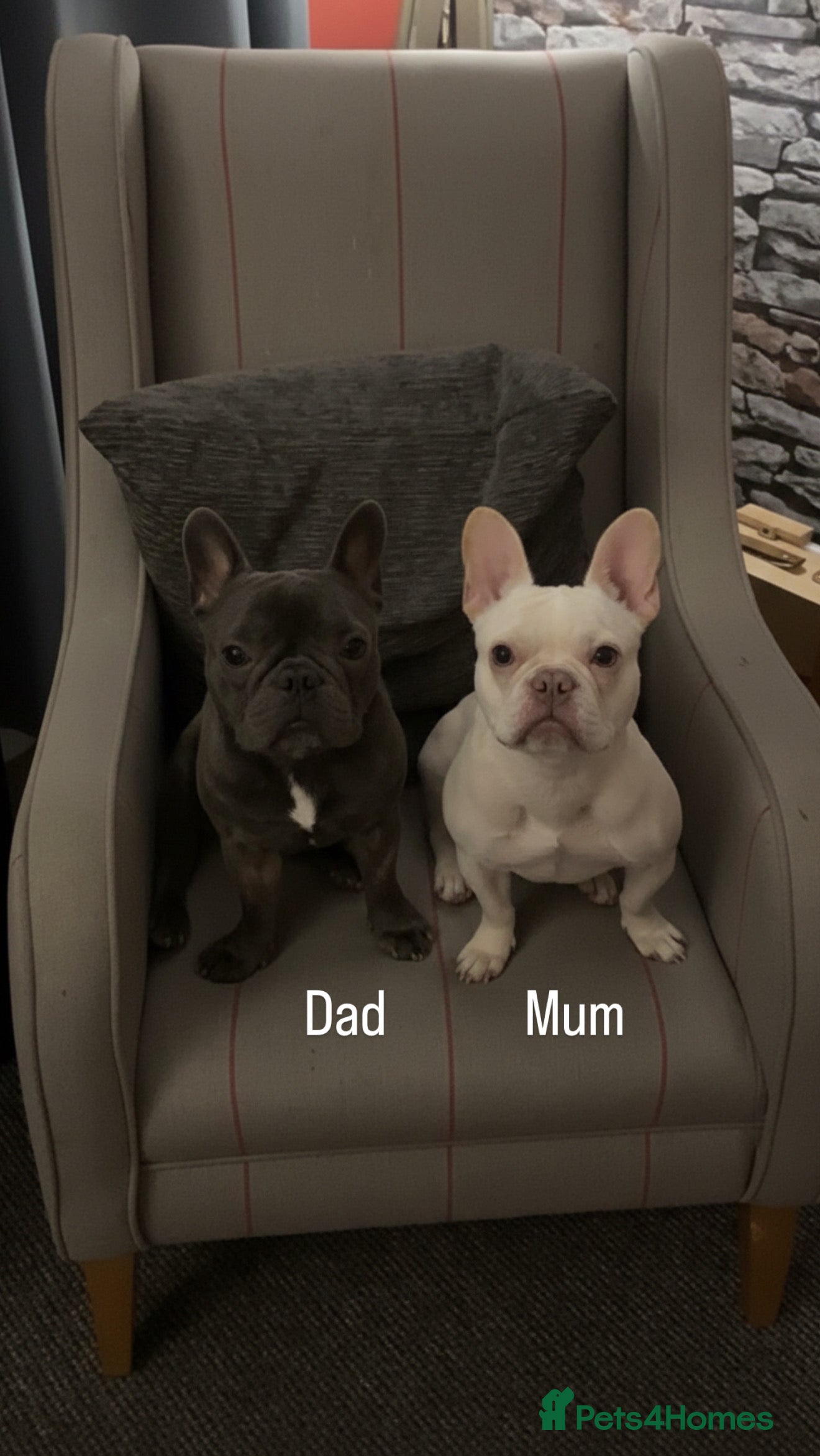 French Bulldog dogs KC Reg French Bulldog Pups  - Advert 10