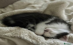Ragdoll cats for sale: Ready Now Ragdoll x British Shorthair kittens  - Image 7