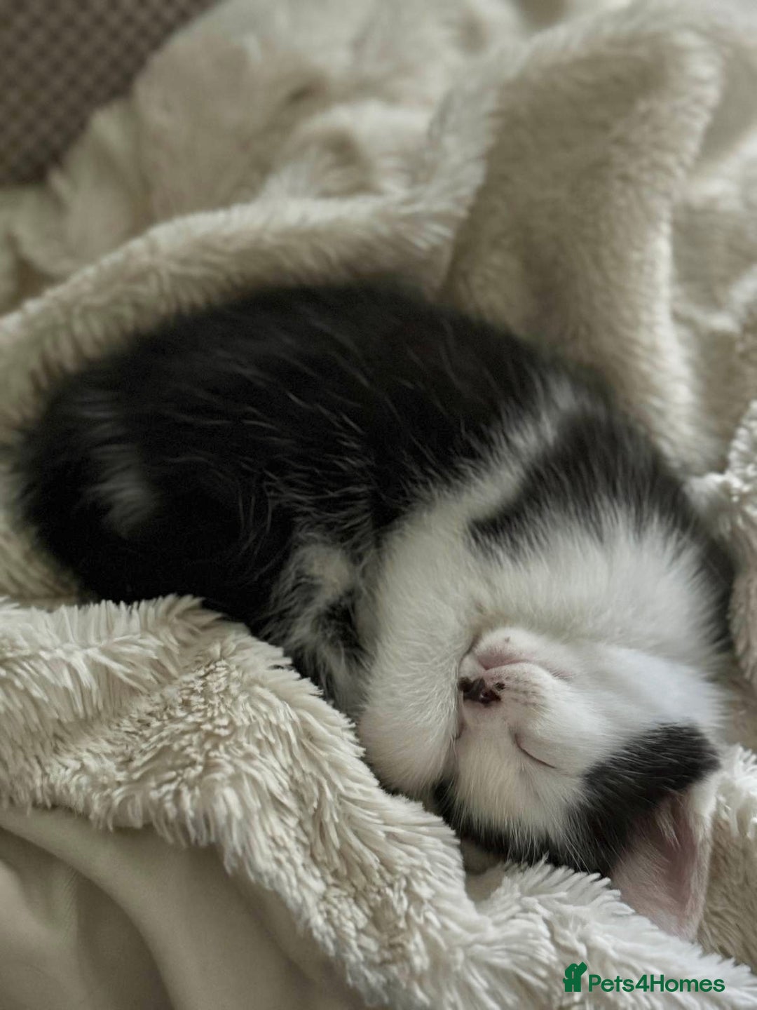 Ragdoll cats for sale: Ready Now Ragdoll x British Shorthair kittens  - Image 7