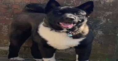 Akita dogs - Advert 14