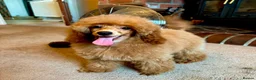 Miniature Poodle dogs for sale: Top Class KC Reg Miniature Poodle Girl  - Advert 6
