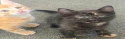 Mixed Breed cats for sale: Torbie female kitten - Advert 4