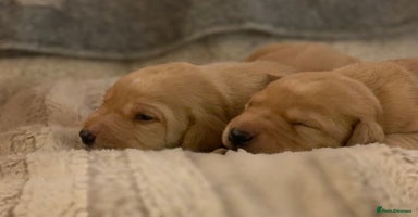 Labrador Retriever dogs - Advert 8