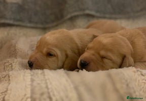 Labrador Retriever dogs - Advert 8