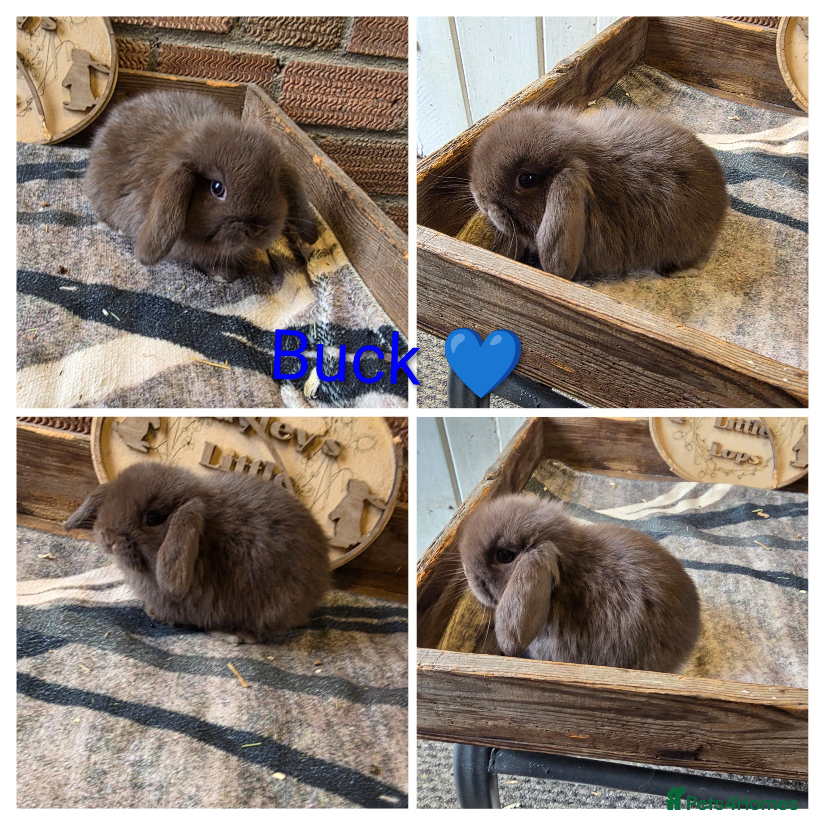 Mini Lop rabbits Gorgeous pure breed mini lops  - Advert 1