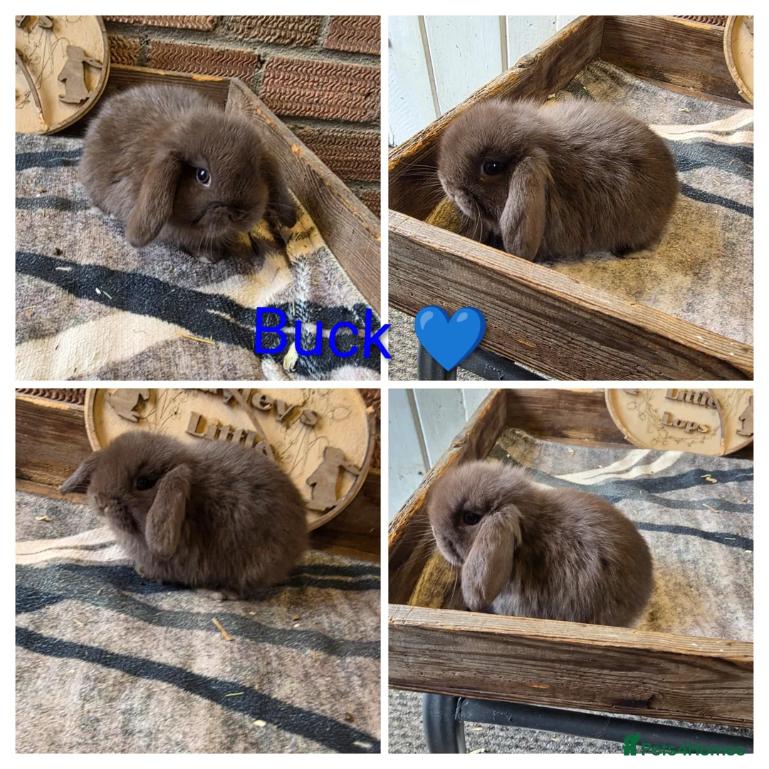 Mini Lop rabbits for sale: Gorgeous pure breed mini lops  - Advert 1