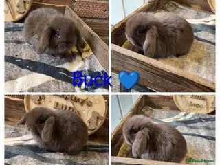 Mini Lop rabbits Gorgeous pure breed mini lops - Advert 1
