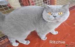 British Shorthair cats for sale: Gorgeous British Blue Kittens - Image 6
