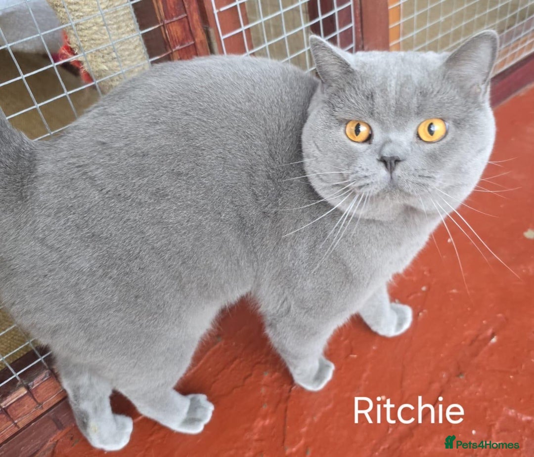 British Shorthair cats for sale: Gorgeous British Blue Kittens - Image 6