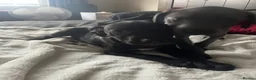 Mixed Breed dogs for sale: Weimaramer/cane corso pups in Shotts - Advert 21