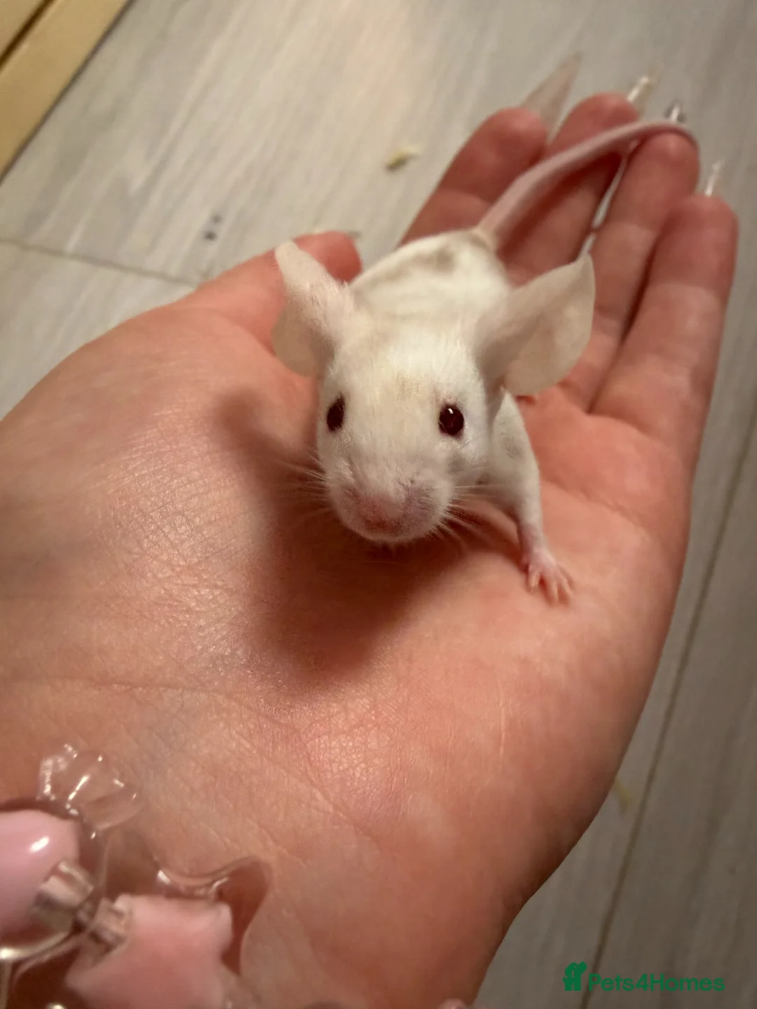Mouse rodents for sale: Sweet Mice for Adoption from Rescue - Advert 2