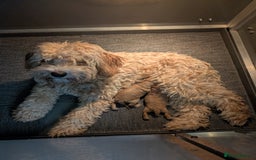 Australian Labradoodle dogs for sale: Miniature Australian labradoodles  - Image 11