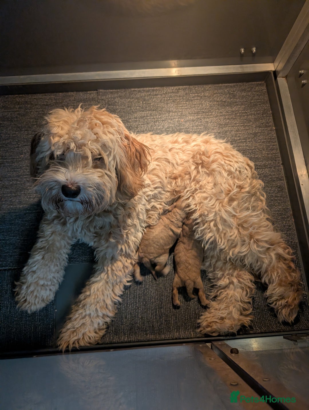 Australian Labradoodle dogs for sale: Miniature Australian labradoodles  - Image 11