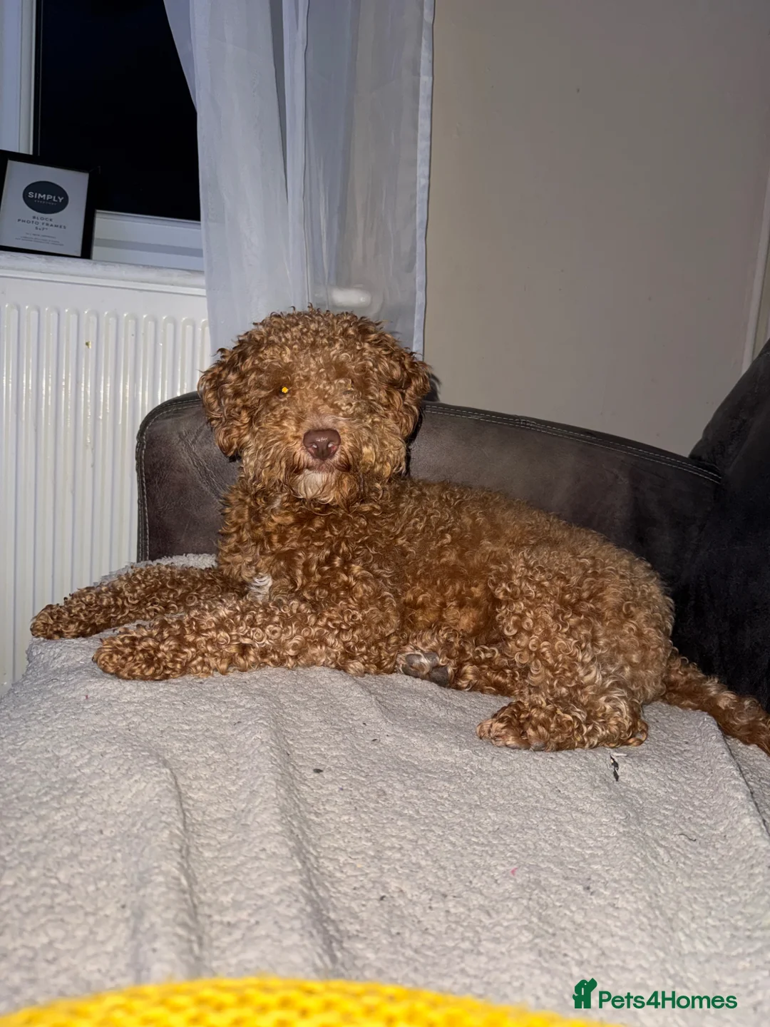 Cockapoo dogs for stud: Apricot Cockapoo for stud  - Advert 3