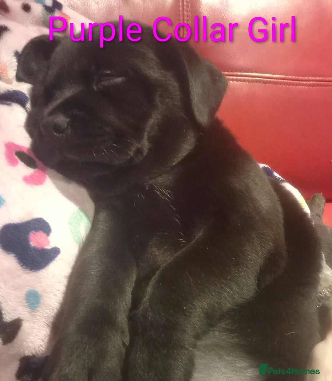 Mixed Breed dogs for sale: Ready to leave 3 Girls Left Shar-Pei x Chow pups  - Image 16