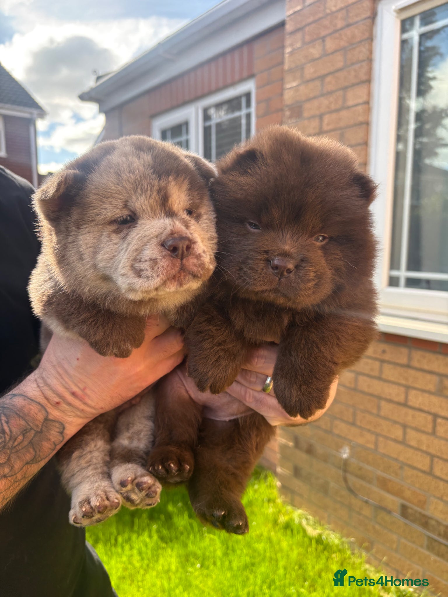 Chow Chow dogs Chow Puppies - Advert 9