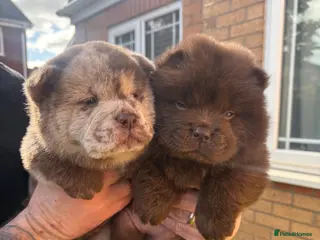 Chow Chow dogs Chow Puppies - Advert 9