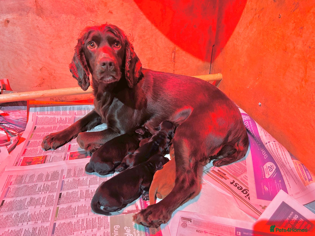 Cocker Spaniel dogs for sale: Cocker spaniel puppies  - Image 7