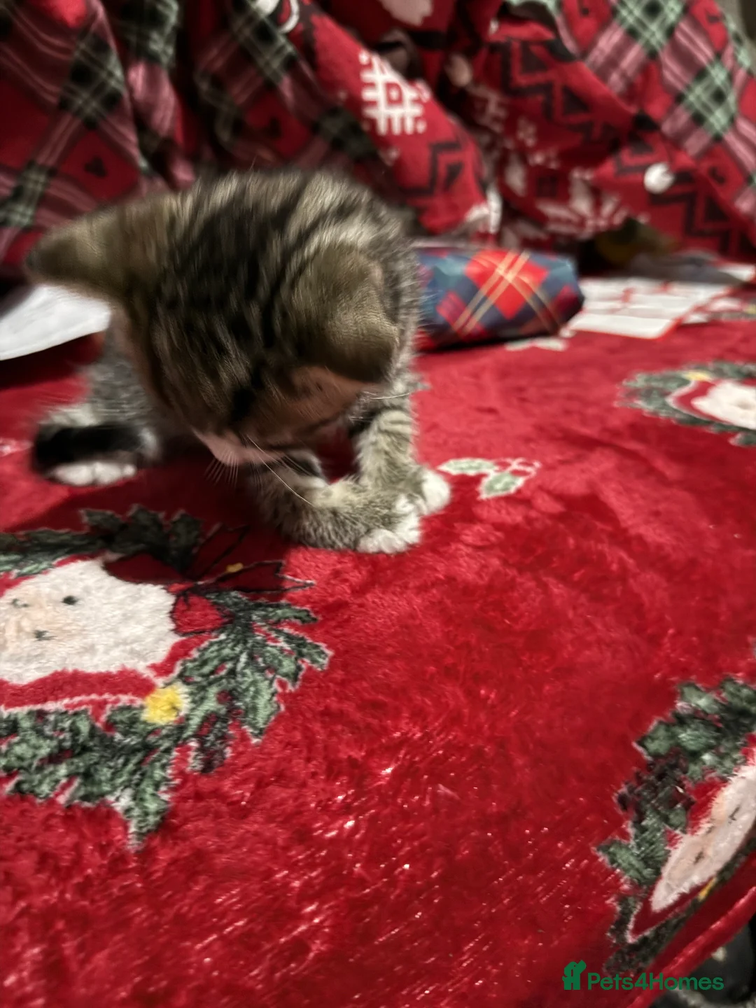 Domestic Shorthair cats for sale: 4 beautiful kittens ready for there forever homes  - Advert 2