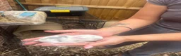 Mini Lop rabbits for sale: 5 mini lop in Peterborough - Advert 5