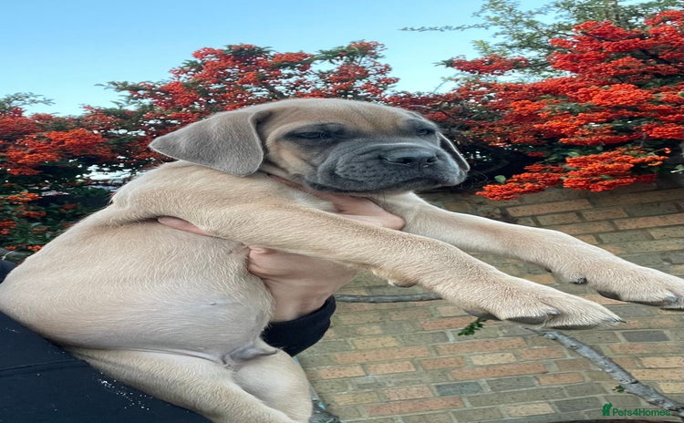 Cane Corso dogs - Advert 3
