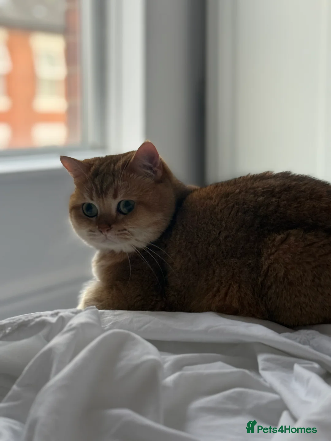 British Shorthair cats for stud: Gold BRI ny12 Stud in Derby - Advert 5