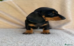 Miniature Dachshund dogs for sale: KC REGISTERED MINIATURE DACHSHUND BLACK AND TAN - Image 16