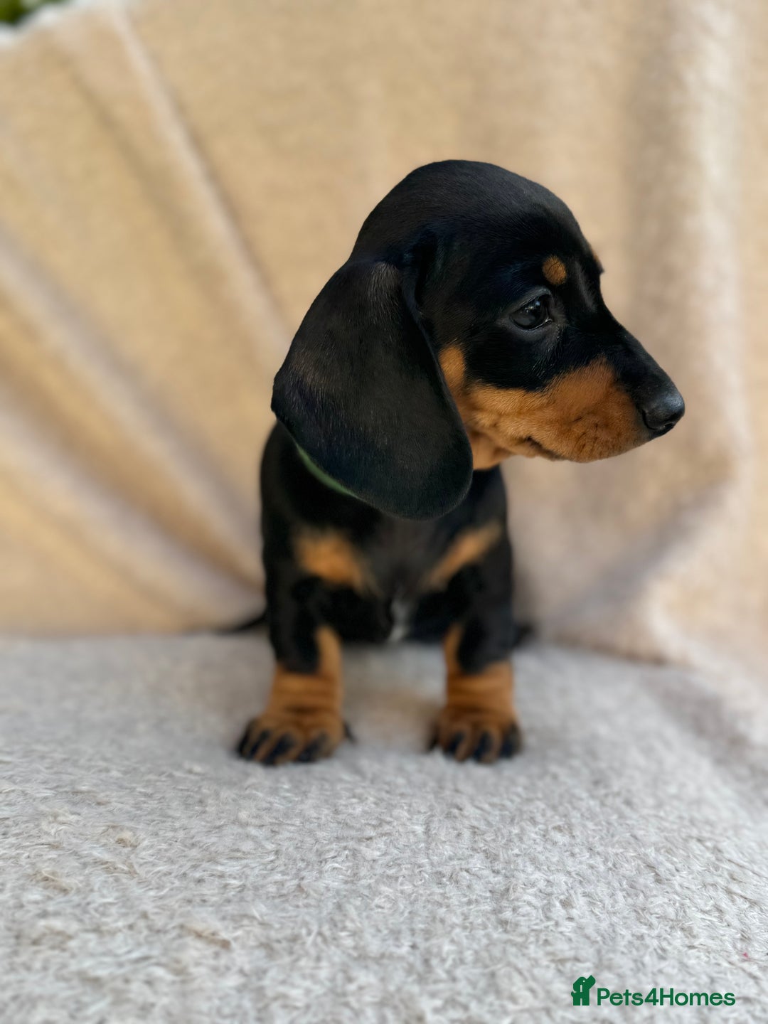 Miniature Dachshund dogs for sale: KC REGISTERED MINIATURE DACHSHUND BLACK AND TAN - Image 16