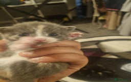 Mixed Breed cats for sale: Kittens for sale beautiful  - Image 6