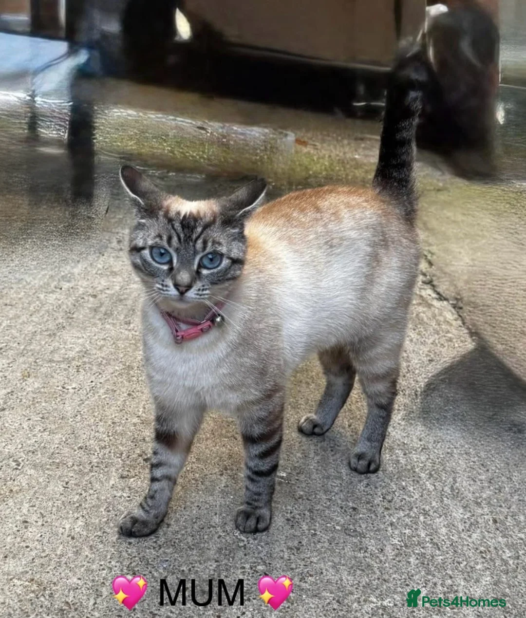 Mixed Breed cats for sale: 💖 3 beautiful girls 💖 - Advert 1