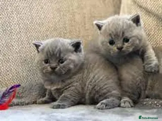 British Shorthair cats beautiful British shorthair kittens - Advert 2